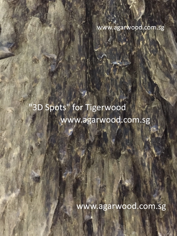 agarwood,tigerwood,west malaysia tigerwood,aquila rostrata