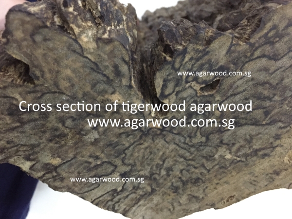 tigerwood oud, tigerwood agarwood, tigerwood oil