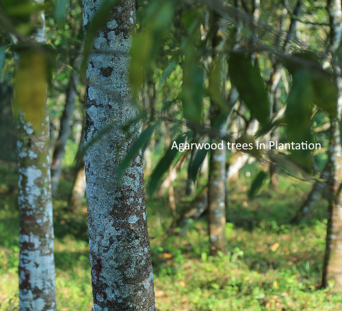 agarwood plantation