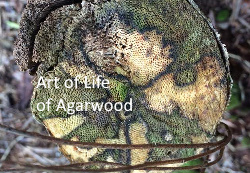 agarwood, cultivated natural agarwood