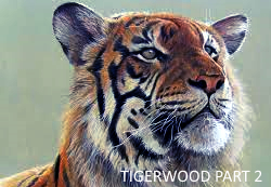 tigerwood part 2, agarwood versus tigerwood