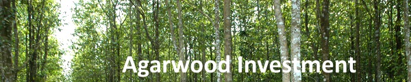 Agarwood investment, plantation agarwood, agarwood invest