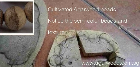 cultivated agarwood, cultivated agarwood beads