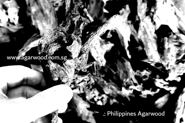 philippines agarwood, philippines agarwood