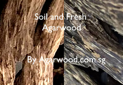 soil agarwood, agarwood, new agarwood